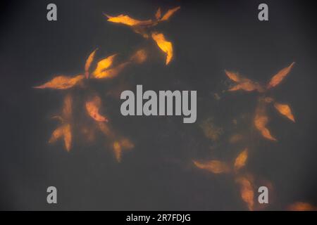 Pflanzen aus nächster Nähe im Beaver Marsh, Cuyahoga Valley National Park. Stockfoto