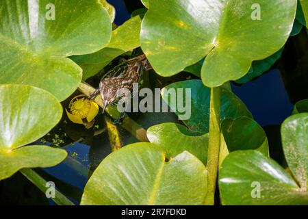 Nahaufnahme eines Vogeluntergräbchens im Beaver Marsh im Cuyagoga Valley National Park. Stockfoto