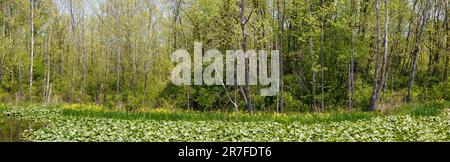 Panoramablick auf die Landschaft im Beaver Marsh, Cuyahoga Valley National Park. Stockfoto