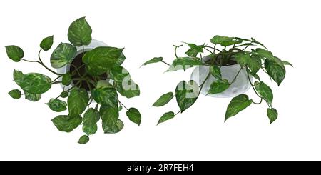 Ein Satz von zwei isolierten Bildern aus verschiedenen Winkeln. Hauspflanze in einem Porzellantopf. Isolieren. 3D-Rendern. Stockfoto