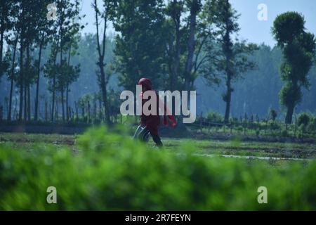 Srinagar, Indien. 11. Juni 2023. Die Bauernfrau Kashmiri läuft am 12. Juni 2023 in Awanti Pora, 45 km (30 Meilen) südlich von Srinagar, in indisch verwaltetem Kaschmir, in einem Reisfeld, während der Aussaat einen leeren Korb in der Hand. (Foto: Mubashir Hassan/Pacific Press/Sipa USA) Guthaben: SIPA USA/Alamy Live News Stockfoto