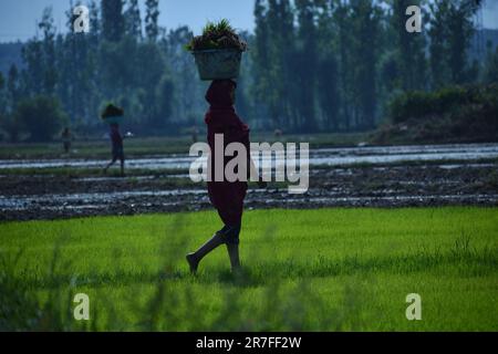 Srinagar, Indien. 11. Juni 2023. Die weibliche Landwirtin Kashmiri läuft am 12. Juni 2023 in Awanti Pora, 40km km (30 Meilen) südlich von Srinagar, in indisch verwaltetem Kaschmir, auf einem Reisfeld, während sie während der Aussaat Körbe mit Dungmist auf ihren Köpfen trägt. (Foto: Mubashir Hassan/Pacific Press/Sipa USA) Guthaben: SIPA USA/Alamy Live News Stockfoto