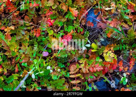 Eine lebhafte Herbstszene mit einer Vielzahl bunter Blätter. Stockfoto