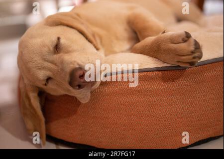 Bezaubernder schlafender labrador Hund lag auf einem weichen Bett aus der Nähe Stockfoto