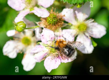 Hummel auf einer Blüte im Garten Stockfoto