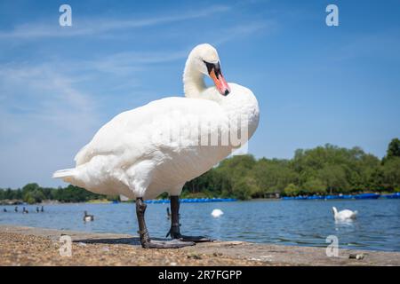 London, Großbritannien. 15. Juni 2023 UK Weather – Ein Schwan predigt sich im Hyde Park während der kleinen Hitzewelle. Die Temperatur wird voraussichtlich auf 28C °C ansteigen, und das Wetter wird sich in den nächsten Tagen fortsetzen, bevor es nächste Woche regnet. Kredit: Stephen Chung / Alamy Live News Stockfoto