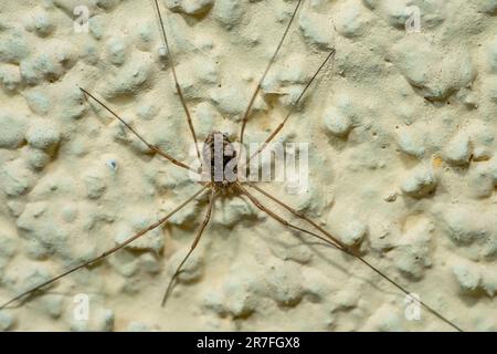 harvestman-Spinne an der Wand Stockfoto