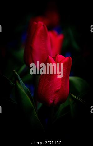 Ein Bild einer lebhaften Reihe roter Tulpen vor einem dunkelschwarzen Hintergrund Stockfoto