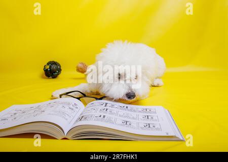 Bichon Frise Hund posiert im Fotostudio Stockfoto