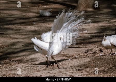 Weißer Peafowl, männlicher Demonstrationsschwanz. Vogel mit Leuzismus, weiße Federn im sonnigen Vogelhintergrund Stockfoto