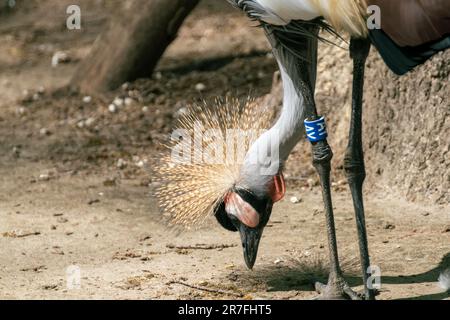 Grauer Krankopf (Balearica regulorum) mit langem Hals auf sandbraunem Hintergrund. Vogel auch bekannt als afrikanischer Kranich, Goldener Kranich Stockfoto