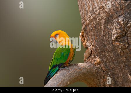 Heiterer Jandaya-Sittich-Vogel auf Baumzweig Stockfoto