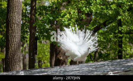 Weißer Peafowl-Pfau demonstriert Schwanz. Vogel mit Leuzismus, weiße Federn stehen auf dem Dach in sonnigem Grün Stockfoto