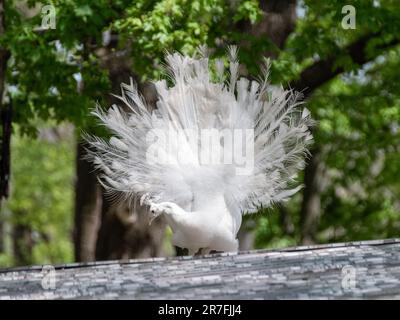 White Peafowl Peacock Profil, Vorführung des Schwanzes. Vogel mit Leuzismus, weiße Federn mit sonnengrünem Hintergrund Stockfoto