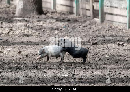 Kleine süße Schweinebabys, die im Bauernhof spielen. Süße schwarze und graue Ferkel aus der Nähe Stockfoto