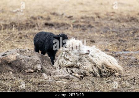 Weißes, flauschiges Schaf mit schwarzem Lamm, das auf dem Hof ruht. Legetiere Stockfoto