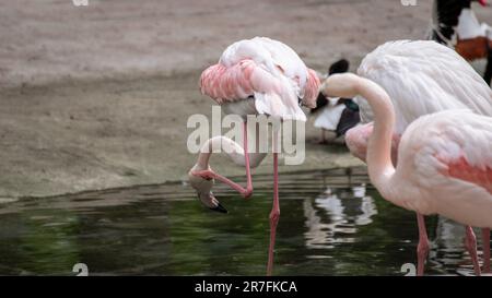 Pinkfarbener Flamingo Watvögel Putzfedern in der Nähe eines Wasserteichs mit verschwommenem Hintergrund aus der Nähe Stockfoto