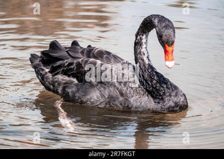 Schwarzer Schwan, großer Wasservogel mit langem, flexiblem Hals und rotem Schnabel, der auf einer glänzenden Wasseroberfläche mit Reflexion schwimmt Stockfoto