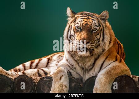 Sibirischer oder amurischer Tiger mit schwarzen Streifen auf einer Holzterrasse. Zukunftsgerichtete Nahaufnahme mit grünem, unscharfem Hintergrund. Wilde Tiere beobachten Stockfoto
