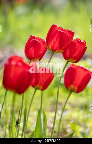 Rote Tulpen blühen im Frühling aus nächster Nähe, Blumen mit unscharfem grünen Wiesenhintergrund. Romantisches Blattwerk mit selektivem Fokus Stockfoto