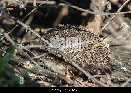Igel niedliches Tier, das sich in trockenen Ästen versteckt, nahe im Wald Stockfoto