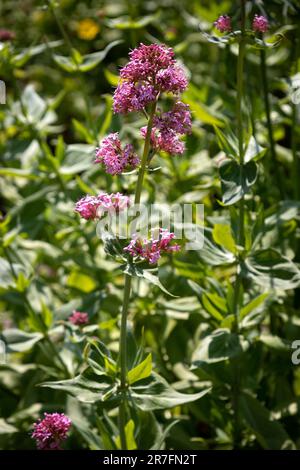 Rote Baldrianblume im Garten Stockfoto