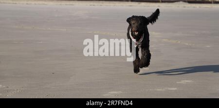 Ein schwarzer Hund rennt am Strand Stockfoto