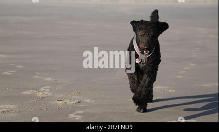 Ein schwarzer Hund rennt am Strand Stockfoto