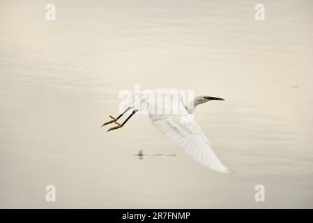 Auf einem majestätischen Flug ist ein wunderschönes kleines Reiher zu sehen, dessen Flügel weit offen sind Stockfoto