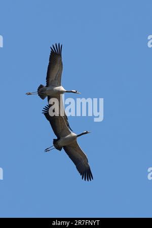 Common Crane (Grus grus) Paar im Flug Eccles-on-Sea, Norfolk, Großbritannien. April Stockfoto