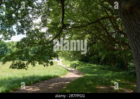 Fußweg und Wälder auf Hampstead Heath, London, Großbritannien, im Sommer Stockfoto