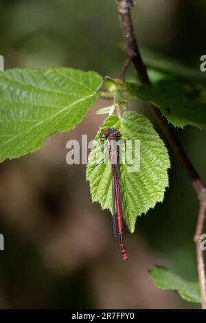 Eine große Rote Damselfliege (Pyrrhosoma Nymphula), die auf einem frischen grünen Blatt ruht. Stockfoto