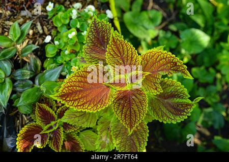 Draufsicht auf Coleus buschige, holzige immergrüne, mehrjährige dekorative Blütenpflanze mit dunkelroten Blättern, die zur Familie der Labiatae gehört. Stockfoto