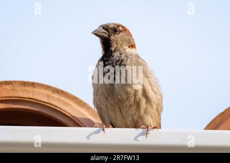 Der Hausspatz sitzt auf einem Dach Stockfoto