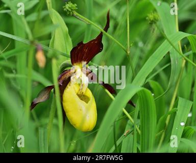 Cypripedium calceolus ist eine Lady's-Slipper Orchidee Stockfoto