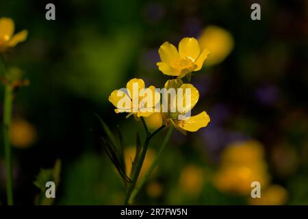 Ranunculus bulbosus, allgemein bekannt als Knollenbutterhalm oder St. Anthony's Rübe Stockfoto