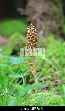 Neottia nidus-avis, die Vogelnest-Orchidee Stockfoto