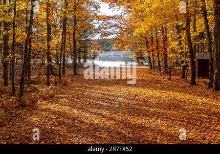 Wunderschöne Landschaft mit gefallenen Ahornblättern, die eine Waldstraße bedecken, die an einem frühen Morgen im Oktober zu einem See führt. Stockfoto