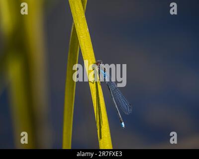 Nahaufnahme der europäischen Rotäugigen Damselfly ( Erythromma najas ) Stockfoto