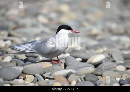 Nahaufnahme, rechtes Profil Bild einer arktischen Terne (Sterna paradisaea), die im Sommer an einem sonnigen Tag auf der Isle of man in Großbritannien am Pebble Beach steht Stockfoto