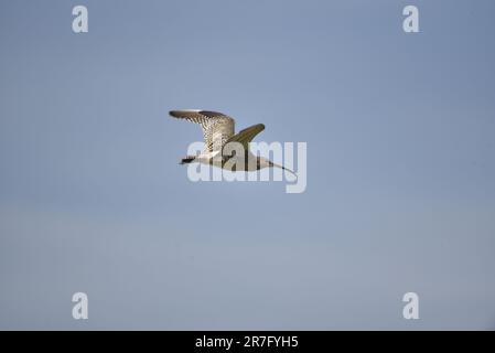 Eurasian Curlew (Numenius arquata) fliegt mit geschlossenen Flügeln von links nach rechts, gegen den blauen Himmel, im Mai auf der Isle of man aufgenommen Stockfoto