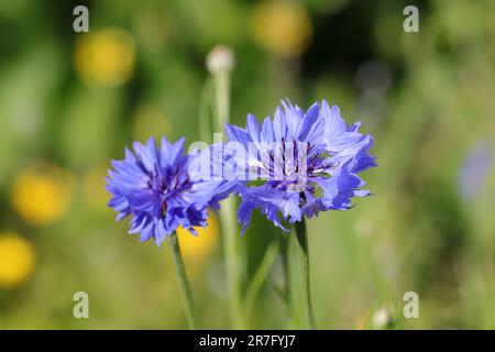 Nahaufnahme zweier blauer blüten von centaurea cyanus vor einem unscharfen natürlichen Hintergrund, Seitenansicht Stockfoto