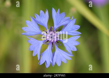 Nahaufnahme einer blauen Blume des Zentaurea cyanus vor einem grünen, verschwommenen Hintergrund, Blick von oben Stockfoto