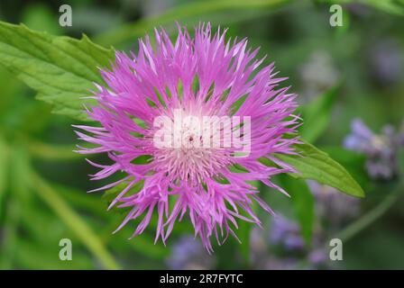 Nahaufnahme einer wunderschönen rosafarbenen Blume Centaurea dealbata vor einem natürlichen, verschwommenen Hintergrund, Blick von oben Stockfoto