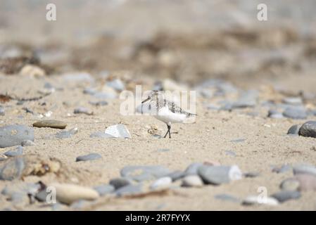 Linkes Profilbild eines Sanderling (Calidris alba), der im Mai an einem sonnigen Tag auf der Isle of man, Großbritannien, an einem Pebble Beach spaziert Stockfoto