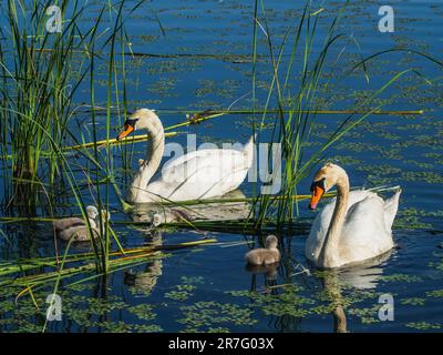 Zwei Schwäne mit Babys, die im See schwimmen, um Nahrung zu bekommen Stockfoto