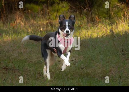 Die Border Collie ist eine Hunderasse, die als die intelligenteste Hunderasse gilt. Sie brauchen auch viel Bewegung. Stockfoto