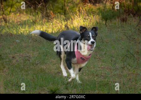 Die Border Collie ist eine Hunderasse, die als die intelligenteste Hunderasse gilt. Sie brauchen auch viel Bewegung. Stockfoto