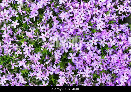 Moos Phlox (Phlox subulata) von oben sehen. Stockfoto