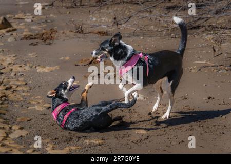 Die Border Collie ist eine Hunderasse, die als die intelligenteste Hunderasse gilt. Sie brauchen auch viel Bewegung. Stockfoto